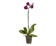 Orquídea Boca Planta Natural Flores Color Morado Phalaenopsis
