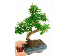 Bonsái Carmona Microphylla Árbol Natural para Principiantes
