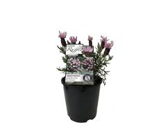 Planta de Lavanda Viva Ambientador Natural para Eliminar Olores y Perfumar tu Hogar