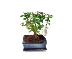 Bonsái Carmona Microphylla Natural Árbol Conocido por su Elegante Aspecto