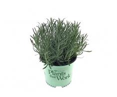 Lavanda Planta Natural: Flor Viva Que Actúa como Ambientador Natural para el Hogar con Fragancia Duradera