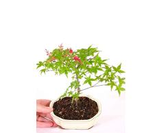 Bonsái Vivo Natural Árbol Arce Japonés Acer Palmatum