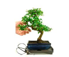 Bonsái Carmona Microphylla Natural Árbol Popular por su Bello Aspecto