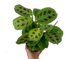Planta de Interior Perenne Maranta Leuconeura Kerchoveana