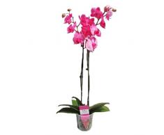 Orquídea Phalaenopsis Natural Planta de Interior de Flores Llamativas