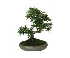 Bonsái Carmona Microphylla Natural Árbol Fácil de Mantener