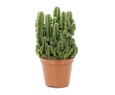 DECOALIVE Cactus del Ordenador Planta Natural Anti Radiaciones