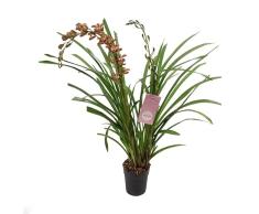Cymbidium Orquídea Barco Planta Natural con Flores Decorativas