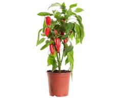 Planta de Pimiento Jalapeño Natural Convierte tu Hogar en una Fuente de Alimentos Frescos y Picantes
