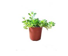 Mentha pulegium Comúnmente Conocido como Menta Poleo Planta Perenne de Uso Culinario