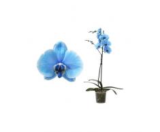 Phalaenopsis Flores Color Azul Planta Natural de Interior Orquídea Azul
