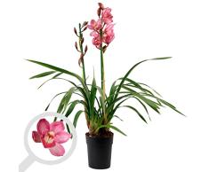 Orquídea Cymbidium Natural Orquídea de Flores de Colores