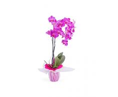 Phalaenopsis Flores Color Morado Planta Natural de Interior Orquídea Morada