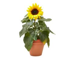 Girasol Natural Planta de Cultivo Exterior con Maceta de CERAMICA