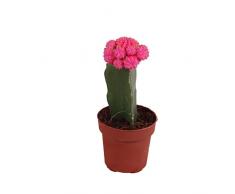Cactus Injertado Natural - la Fusión Extraordinaria de Especies que Crea una Planta Excepcionalmente Hermosa y Duradera
