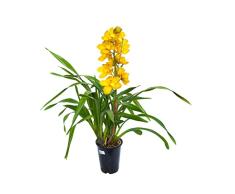 Cymbidium Natural Orquídea Flor de Dragón Para Interior o Exterior