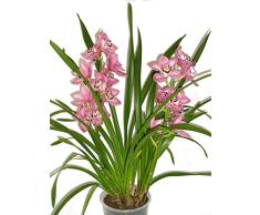 Orquídea Barco o Orquídea Dragón Natural Planta Cymbidium de Interior