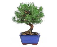 DECOALIVE, Bonsái Pino de Alepo Árbol Natural Resistente y Fácil de Cuidar