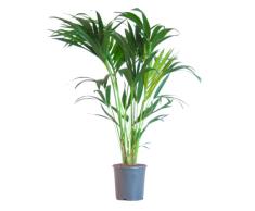 BloomPost Howea Forsteriana Planta - Palma Kentia - Macetero de 21 cm - Altura 100 cm - Plantas reales - Para interior - Purifica el Aire - Fácil mantenimiento