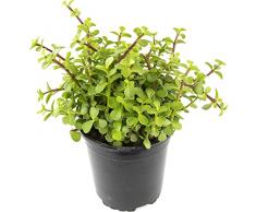 Arbusto Japonés Portulacaria Afra Planta Suculenta Natural