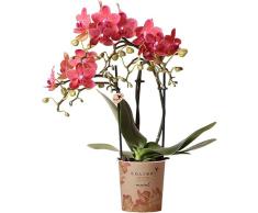 Orquídea Natural Phalaenopsis Planta de Grandes Flores