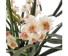 Orquídea Cymbidium Natural Planta de Interior Perfecta para Decorar el Hogar