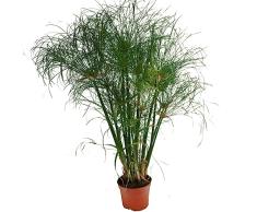 Descubre la Elegancia del Cyperus Percamenthus- Planta Ideal para Estanques y Fuentes