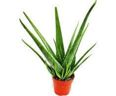 Suculenta Natural Aloe Vera Planta Ideal para la Iniciación en la Jardineria