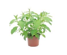 Estevia Planta Viva en Maceta Ideal para Cultivar tu Propia Fuente de Dulzura y Bienestar
