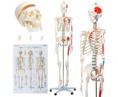 vidaXL Esqueleto de anatomía humana modelo educativo con póster 181 cm