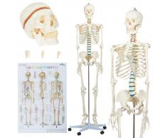 vidaXL Esqueleto de anatomía humana modelo educativo con póster