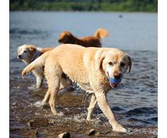 Chuckit! Pelota sonajero