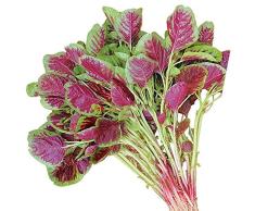 Semillas de hortalizas de jardín 3 g de amaranto rojo Hojas verdes Semillas de amaranto rojo para plantar en la puerta exterior Plato de cocina Ensalada
