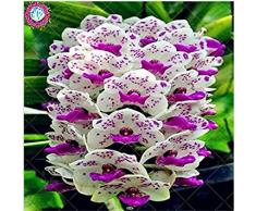 100 piezas de 20 colores rara orquídea Cymbidium, Cymbidiums semillas africanas, semillas de flor de Phalaenopsis bonsai, plantas en maceta para el jardín de 8