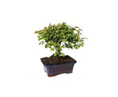 Zanthoxylum piperitum 5 años