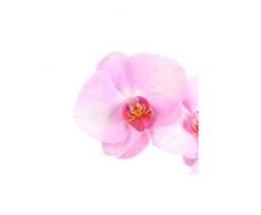Orquídea Natural - Phalaenopsis - Maceta 12cm. - Altura aprox. 60cm. - Planta viva - (Envíos sólo a Península)