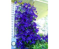 100 piezas / bolsa de semillas de Clematis flores clematis semillas de vid semillas de flores perennes plantas trepadoras Clematis bonsai maceta de plantas de jardín 3