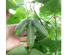 Ncient 20Pcs Semilla Pepino Comestibles Semillas de Verdura, Semillas Frutas Bonsai Arbol Plantas Bonsai Semillas para Jardín Balcon Interior y Exteriores