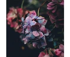 Hortensia