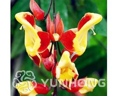 50 piezas/paquete ¡Venta caliente!Reloj Semillas de vid Hermoso jardín Bonsai Balcón Flor Inicio Planta Semillas de flores (colores mezclados)