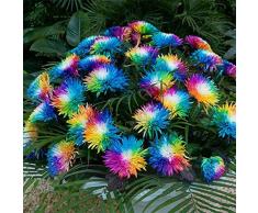ADOLENB Seed House - Semillas de crisantemo, semillas de flores coloridas de crisantemo del arco iris, 10/20/50/100 semillas/paquete - planta ornamental para el jardín