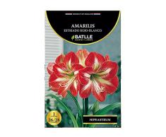 Bulbos - Amarilis estriado rojo blanco - Batlle