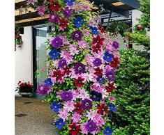 Semillas De Flores - Semillas De Plantas Trepadoras Delaman Clematis, Colores Mezclados, 100 Piezas, Maravillosas Floraciones Grandes
