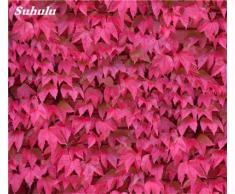La mezcla de Boston Semillas 100% verdadera semilla Parthenocissus tricuspidata plantas al aire libre casi no Cuidado planta trepadora decorativo 100 PCS 7