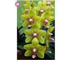100 piezas de 20 colores rara orquídea Cymbidium, Cymbidiums semillas africanas, semillas de flor de Phalaenopsis bonsai, plantas en maceta para el jardín de 13