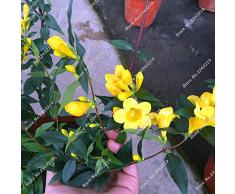 Jazmín amarillo de la herencia de la semilla cubierta colgante al aire libre planta trepadora Semilla Molly Bonsai magníficos de la flor de purificación de aire de 20 PC