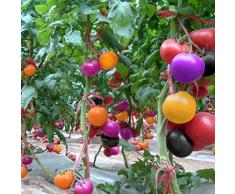 TOMASA Seedhouse- 100 Piezas de Semilla de Tomate Orgánico, Semillas de Tomate Arcoiris Semillas de Hortalizas Tomate Morado para Jardín, Granja