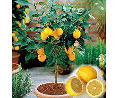10pcs / bag comestibles semillas de frutas exóticas Meyer limón, Citrus Semillas Bonsai árbol fresco de limón