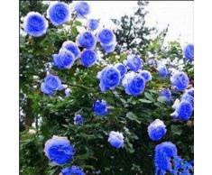 Rosepoem Semillas de Rosas trepadoras, 100 Piezas Semillas de Rosas Baldosas de Balcones Decoración Plantas Semillas Flores trepadoras Plantas - Rosa roja