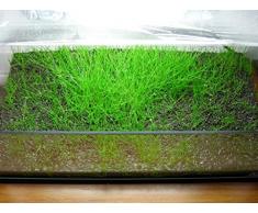 Bonsai aguja Hojas Eleocharis SP. 'Mini' – planta para Acuario